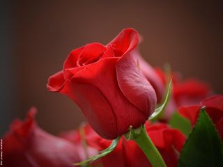 Titelbild zur Predigt "Rote Rosen".